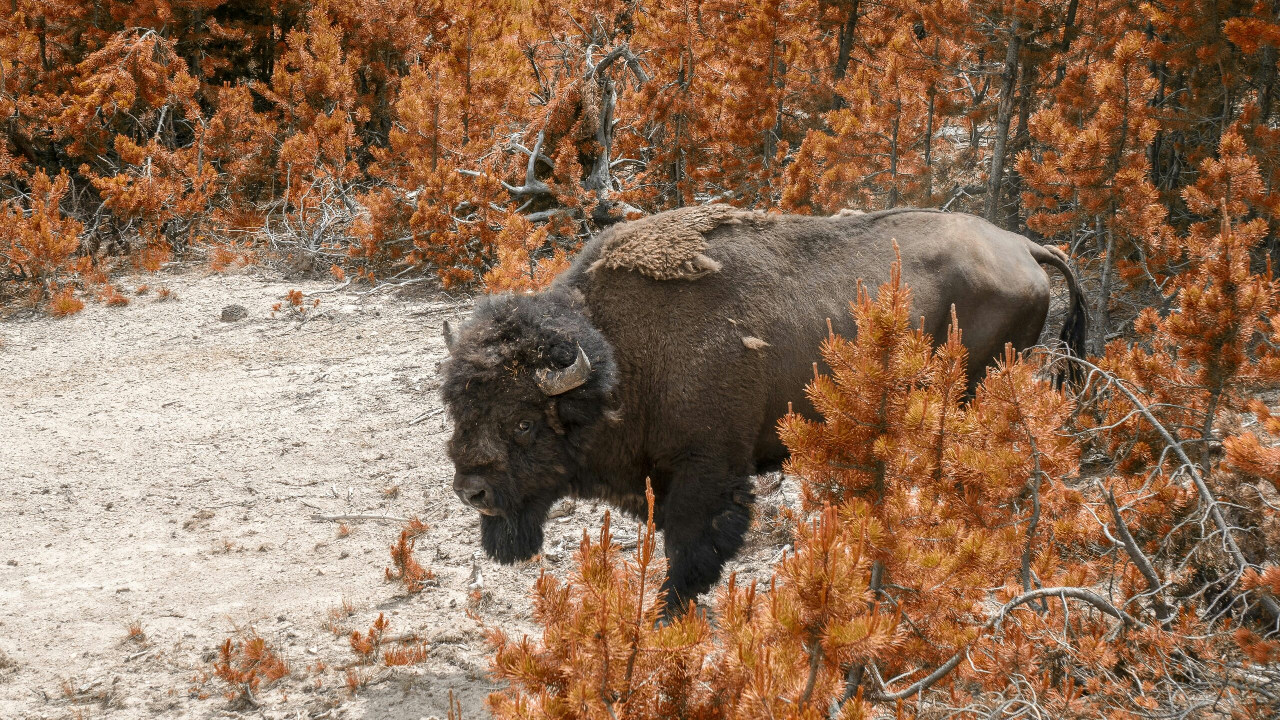 Bison_Yellowstone_National_Park_wildlife_buffalo_forest_trail_wilderness_preserve_nature_conservation